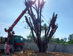 Chặt cây,đốn hạ cây xanh giá rẻở Đồng Nai, HCM